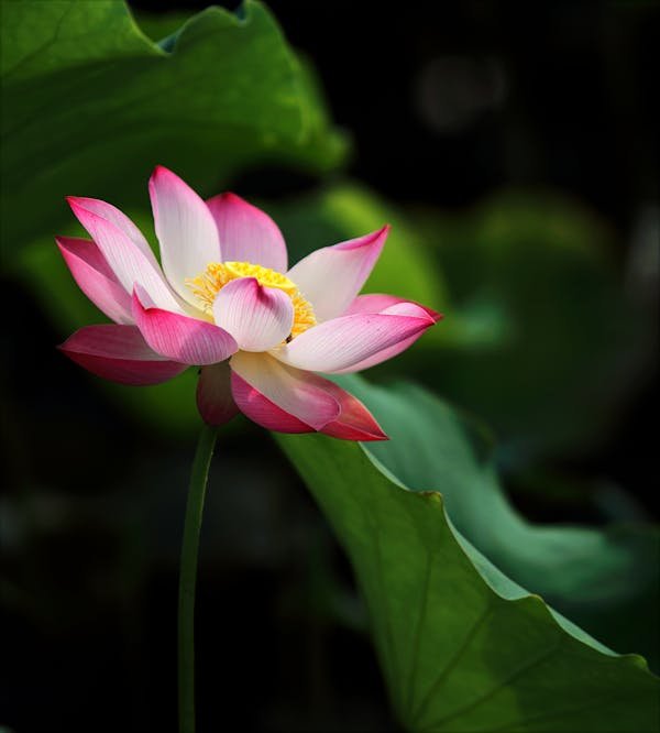 Les secrets spirituels de la fleur de lotus révélés